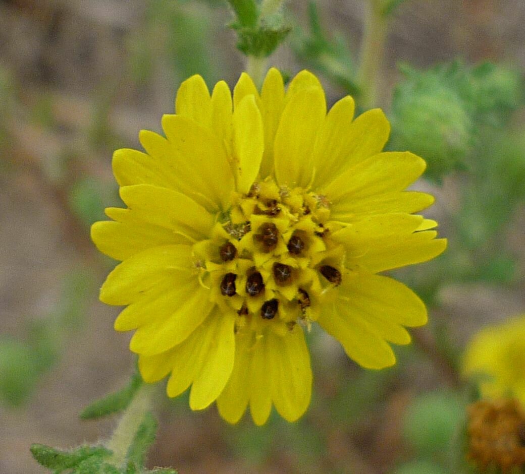 High Resolution Deinandra increscens Flower